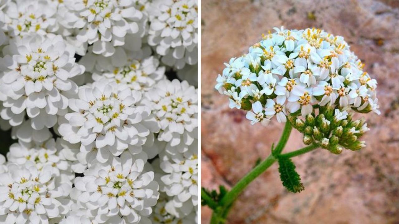 Candytuft