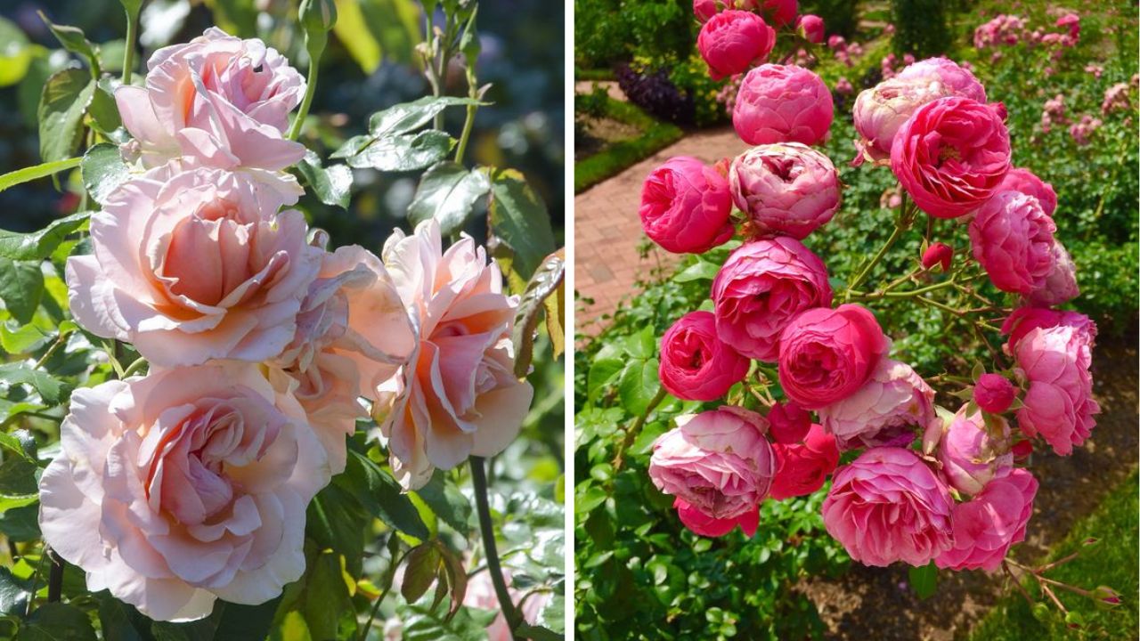 Floribunda vs Grandiflora  Roses - Image Credit / Pinterest  