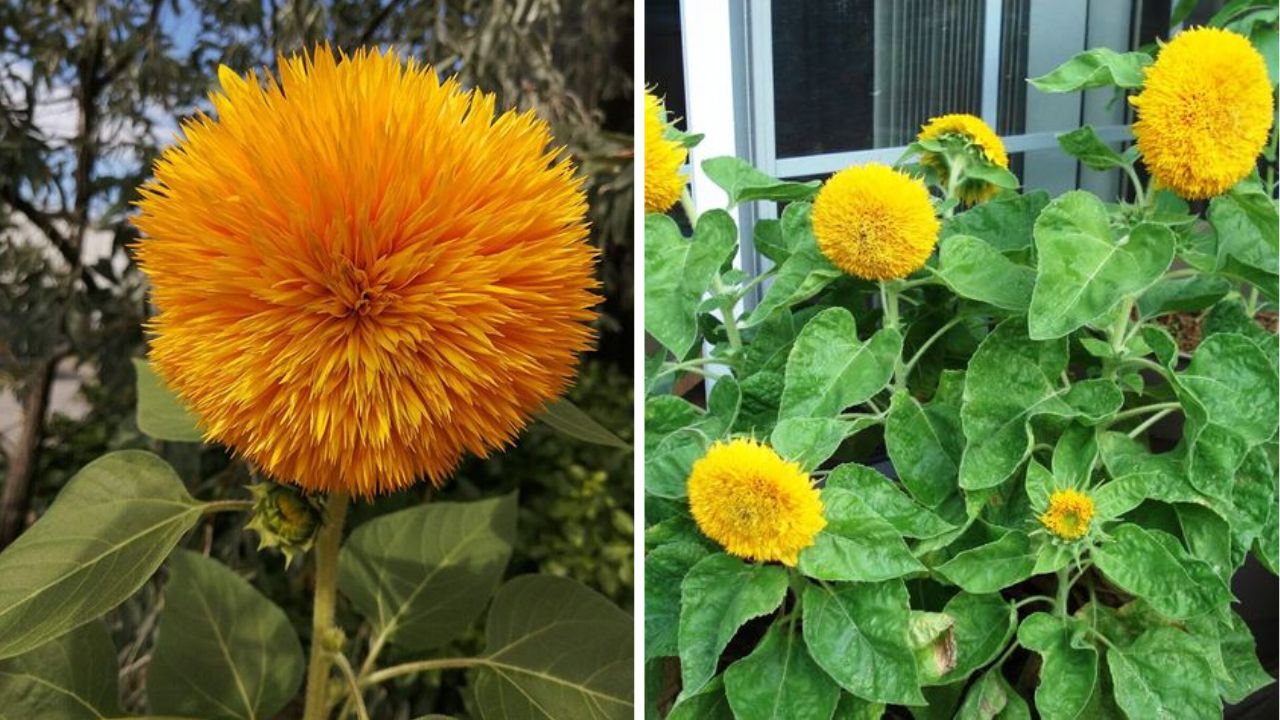 Teddy Bear Sunflowers - Image Credit / Pinterest  