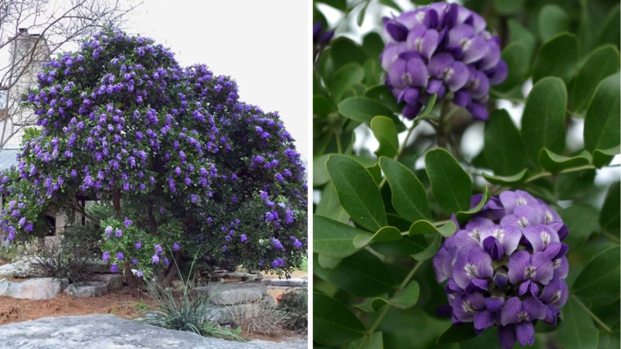 Texas Mountain Laurel / (Sophora Secundiflora)