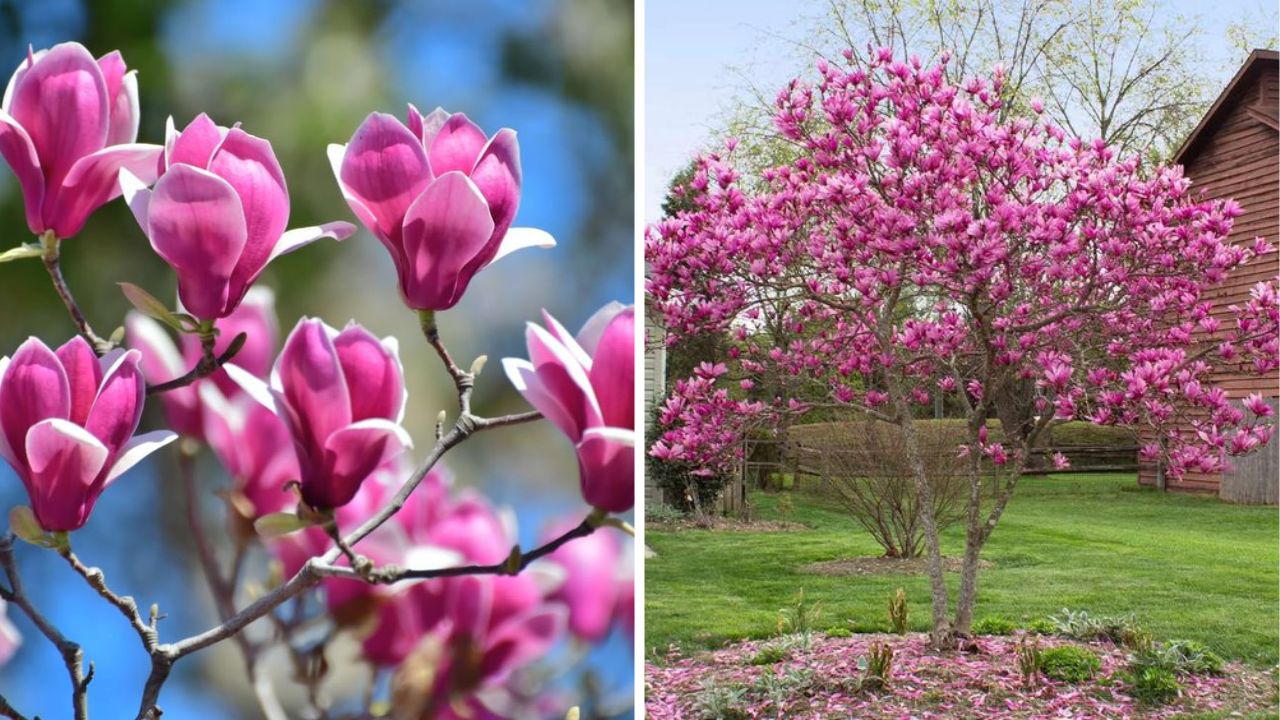 Jane Magnolia Tree - Image Credit / Pinterest  