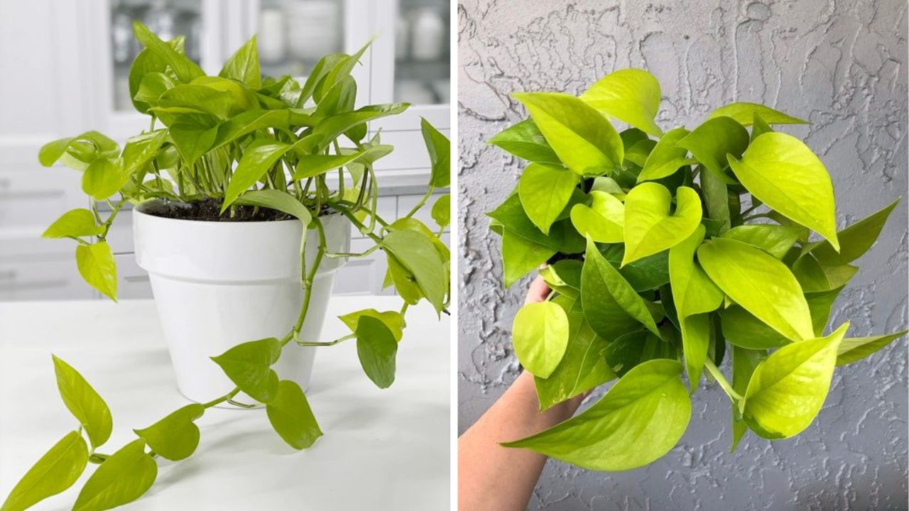 Neon Pothos Plant - Image Credit / Pinterest  