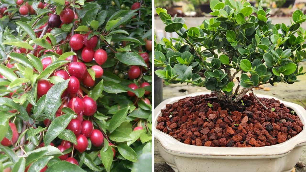 Natal Plum (Carissa Macrocarpa )