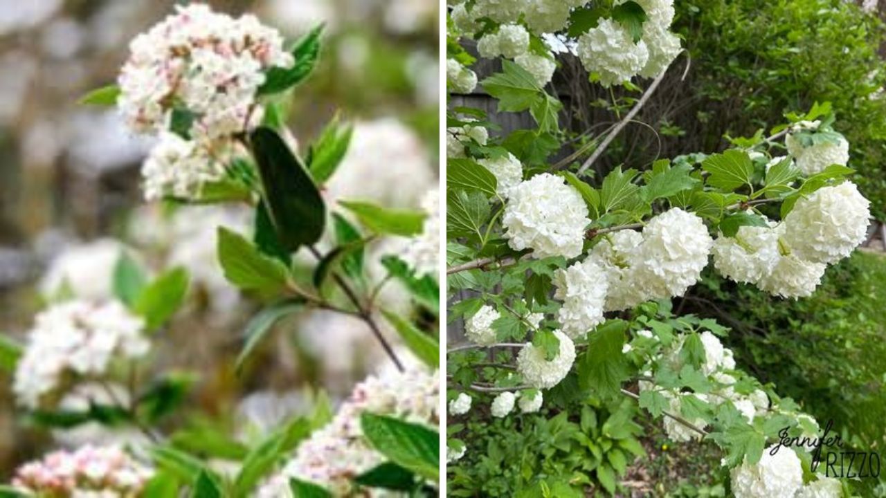 Viburnum - Image Credit / Pinterest  