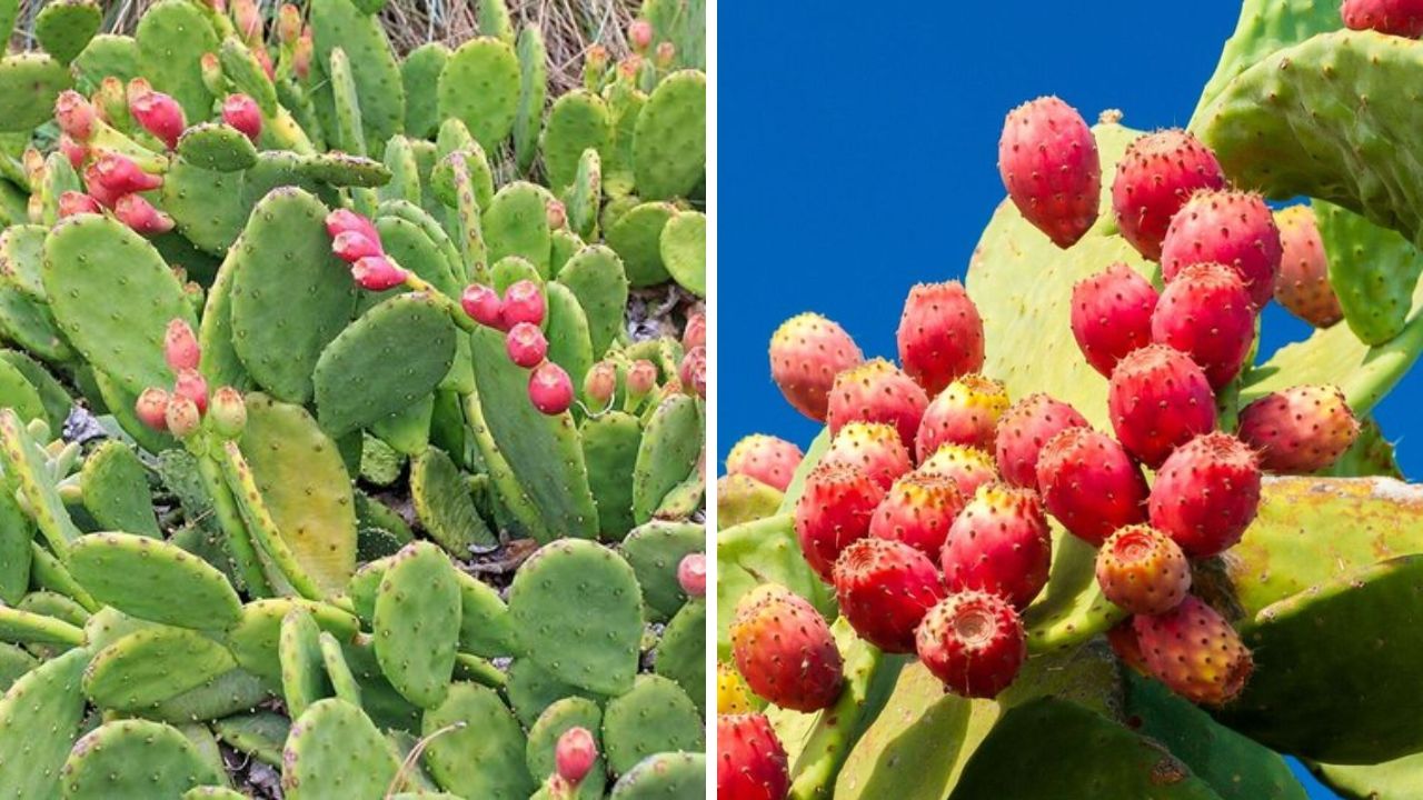 Eastern Prickly Pear - Image Credit / Pinterest  