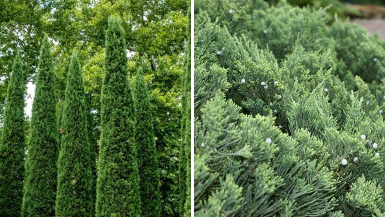 Taylor Juniper Tree - Image Credit / Pinterest  