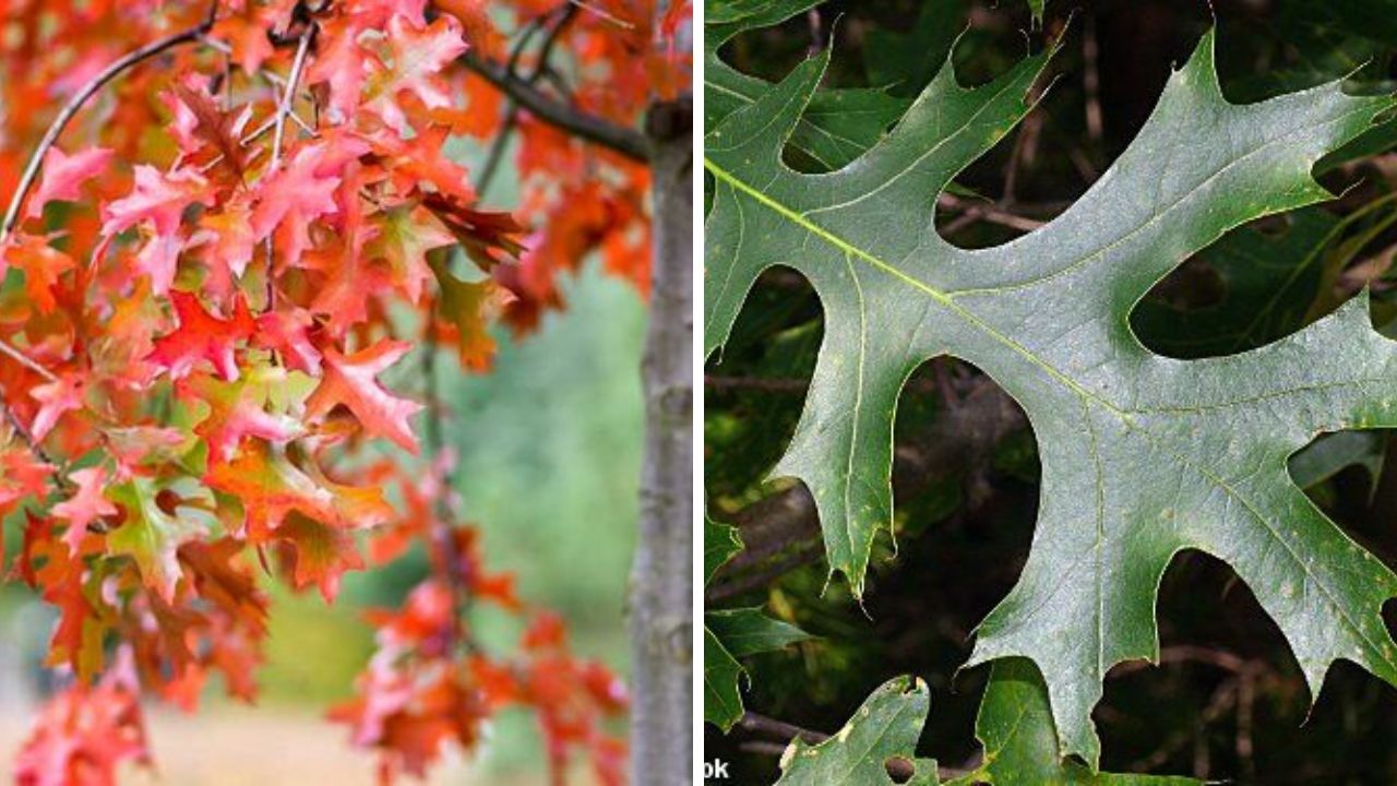 Scarlet Oak Tree - Image Credit / Pinterest  