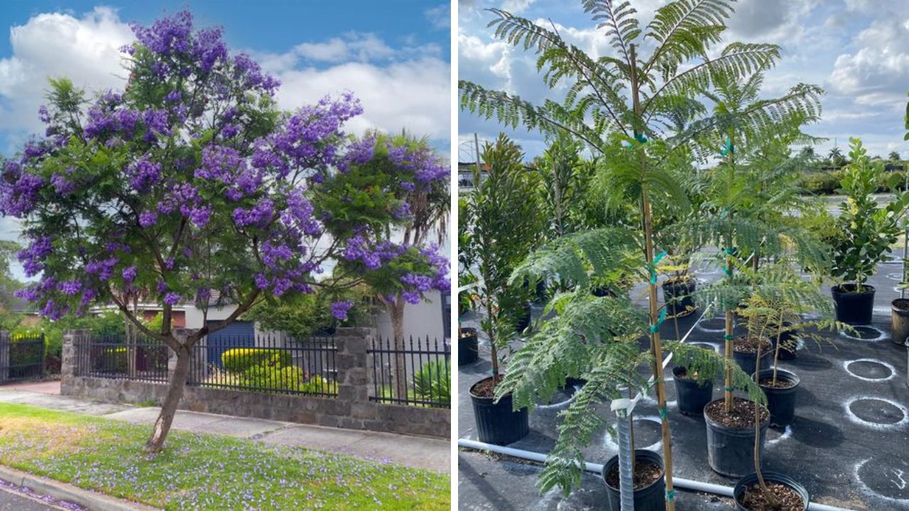 Jacaranda Tree - Image Credit / Pinterest  