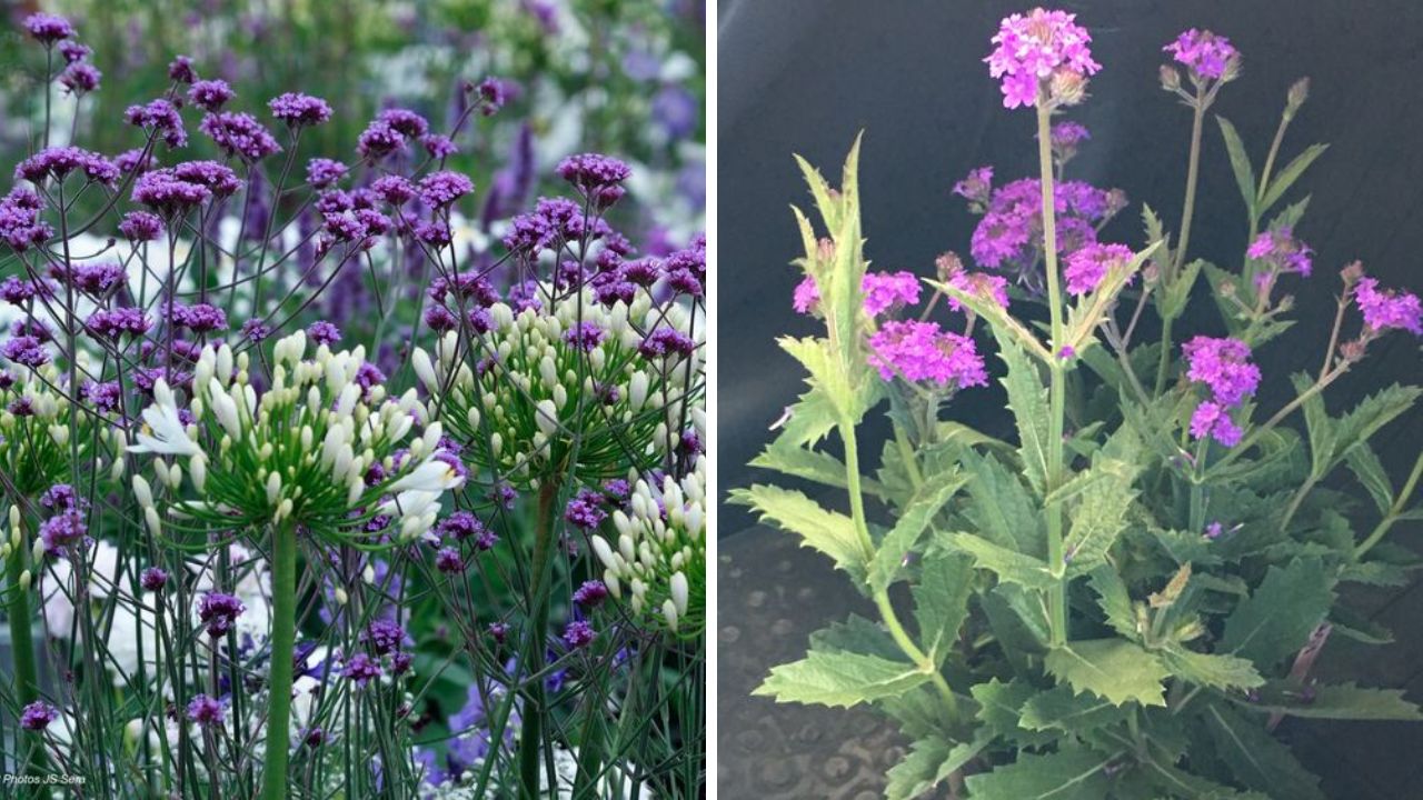 Verbena Plant - Image Credit / Pinterest