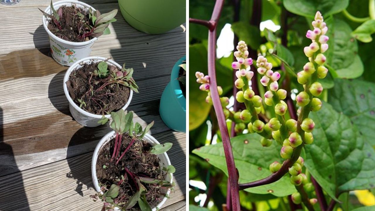 Malabar Spinach - Image Credit / Pinterest