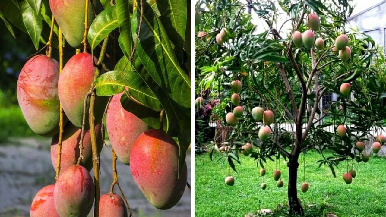 Mango Trees - Image Credit / Pinterest