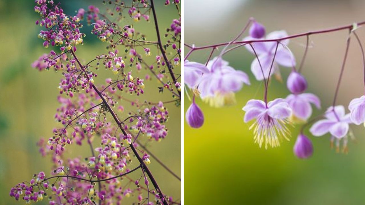 Meadow Rue - Image Credit / Pinterest