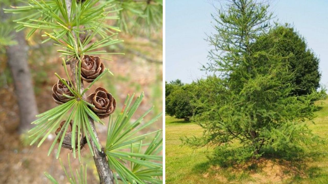 Tamarack Tree