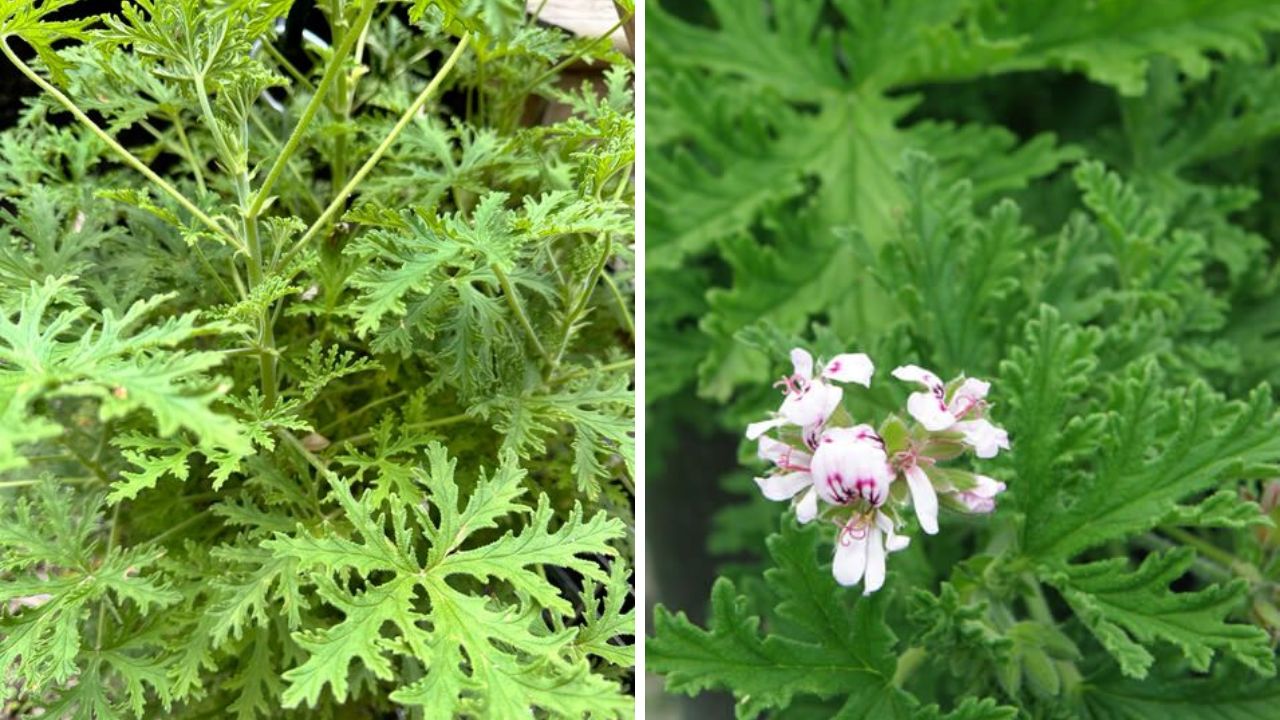 Citronella Plant