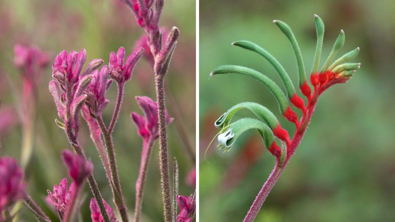 Kangaroo Paw - Image Credit / Pinterest