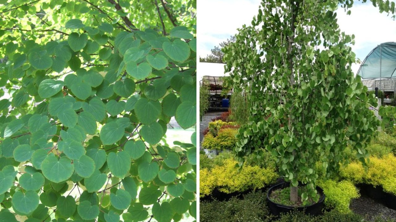 Katsura Tree - Image Credit / Pinterest 