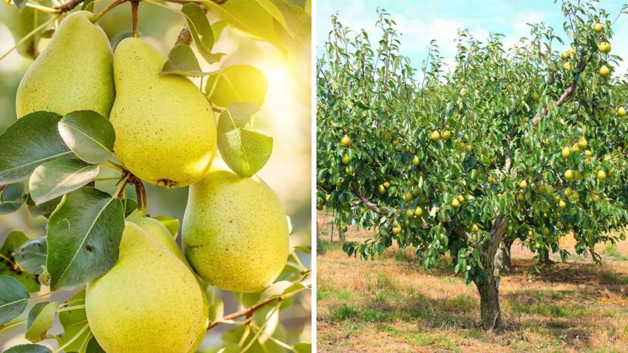 Bartlett Pear Tree - Image Credit / Pinterest