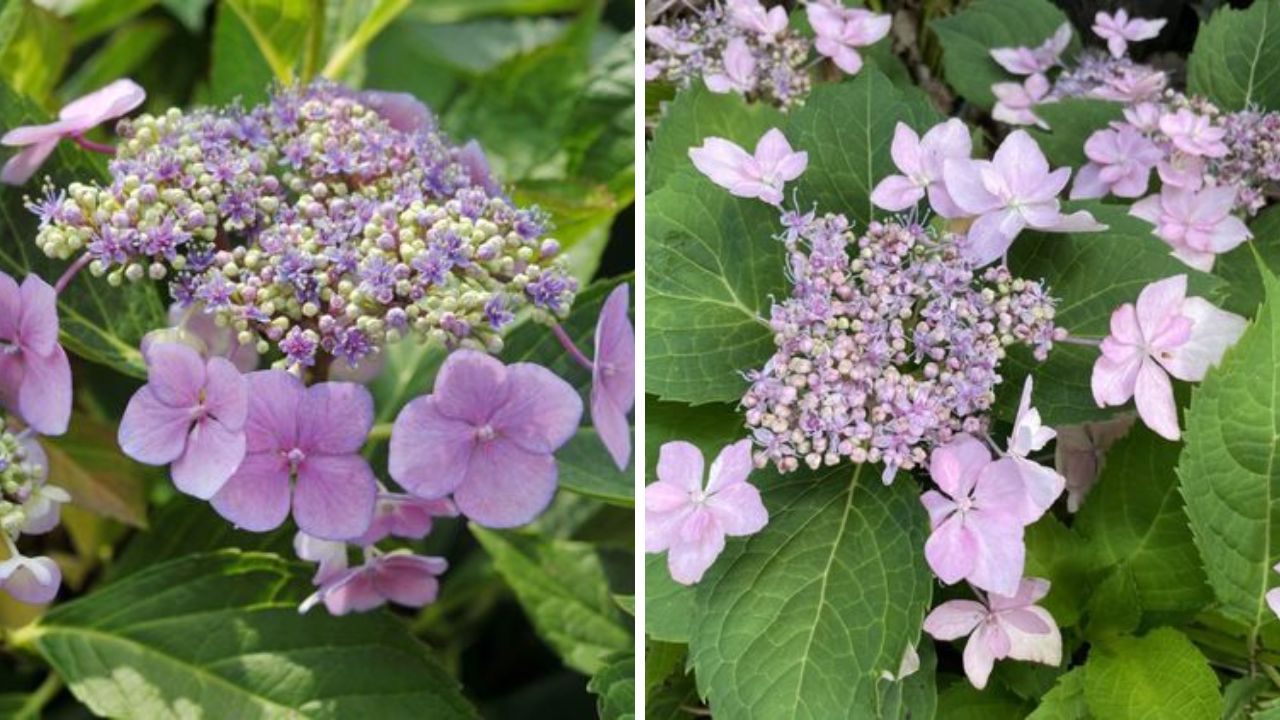 Lacecap Hydrangea - Image Credit / Pinterest  