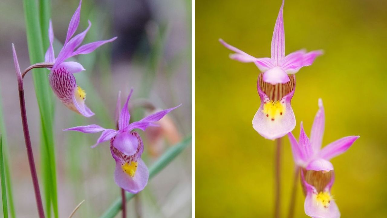 Calypso Orchid