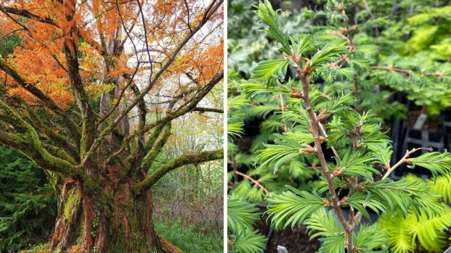 Dawn Redwood - Image Credit / Pinterest