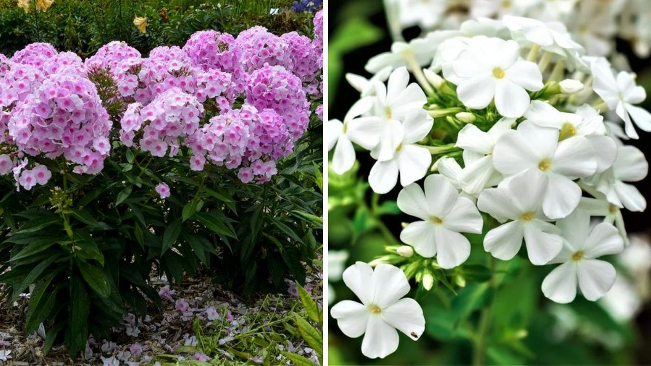 Garden Phlox Plant - Image Credit / Pinterest 